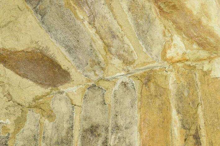 Triassic Fossil Fern (Otozamites?) - North Carolina #130305